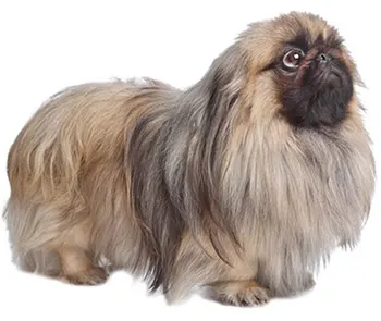 

Dinghy Tuzik warm overalls Pekingese dog