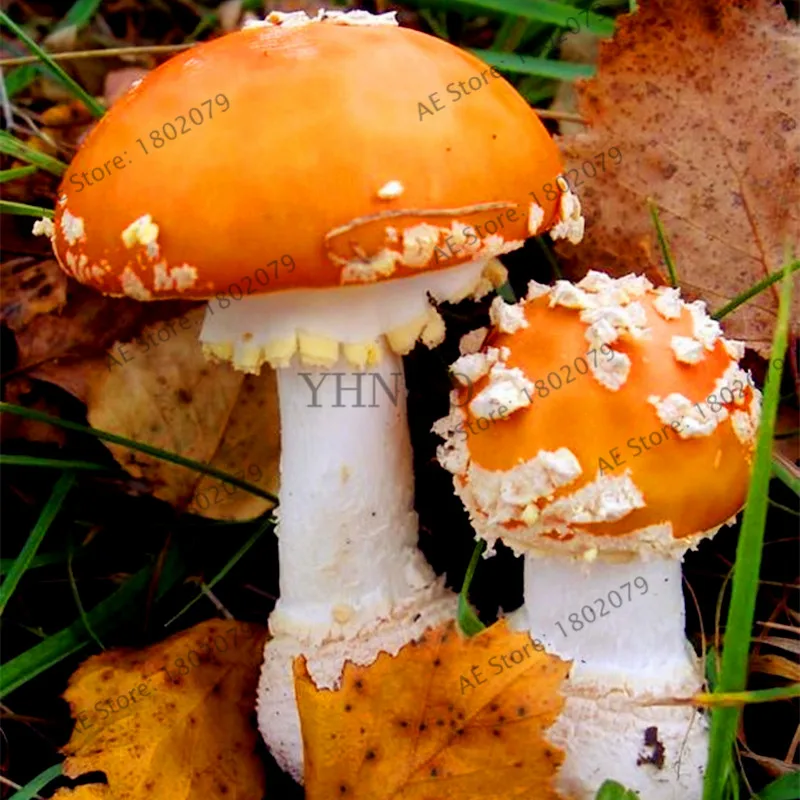 100 шт./пакет гриб бонсай Succlent съедобный здоровья растительные грибной сад для Веселая ферма "