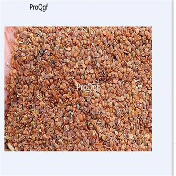 

Ngryise 3000pcs Lobularia maritima