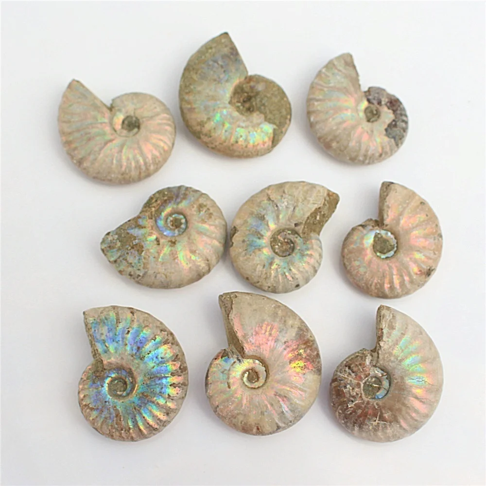 1 шт. непамятный аммонит Fossil Shell цветная коллекция минерал|Камни| |
