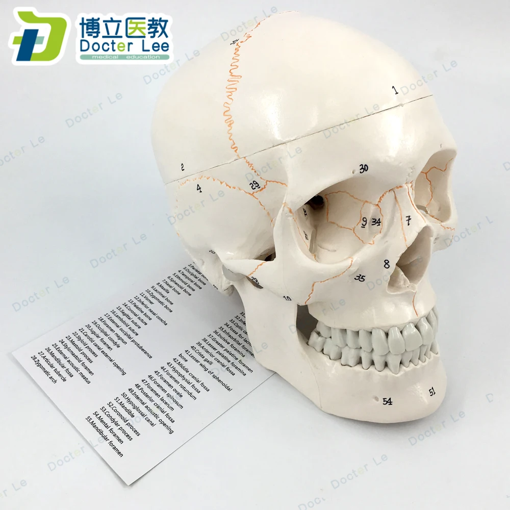 

3 Parts Life Size Human Skeleton Skull Anatomical Model with Numbers for Medical Teaching and Learning
