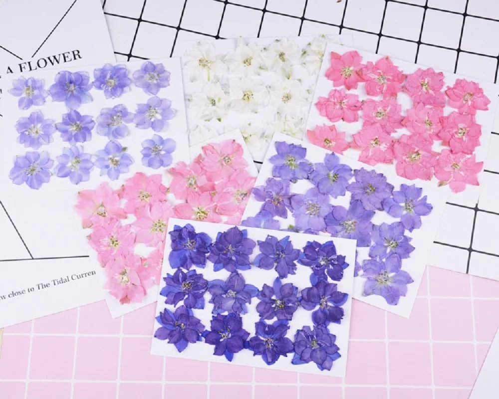 60Pcs Pressed Dried Consolida Ajacis 