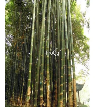 

Ngryise 2001Pcs A Set dendrocalamus sinicus huge Dragon Bamboo Tree