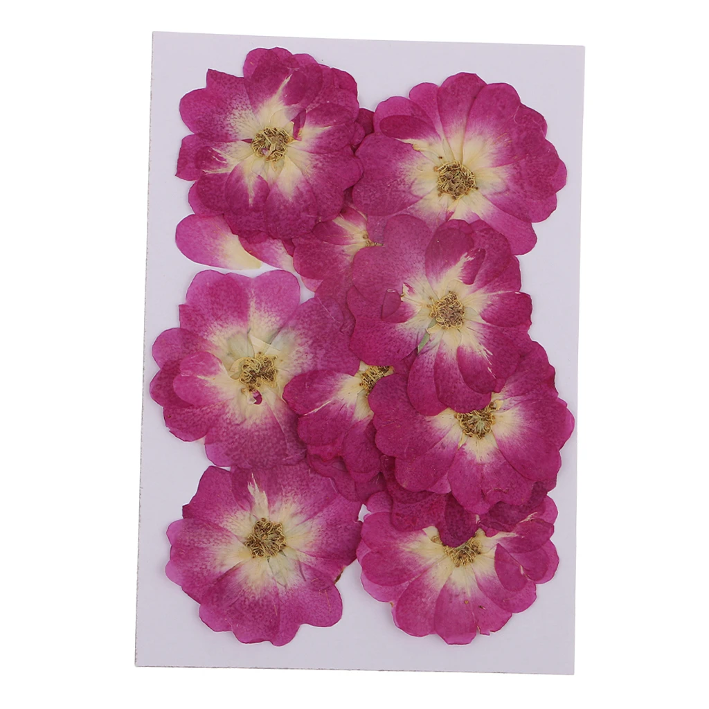 12x Chinese Rose Pressed Natural Dried Flower For DIY Resin Ornament 