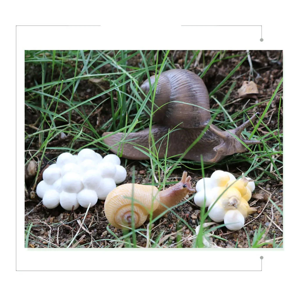 Life Cycle Figures of Snail Early Educational Animal Figures Biology Science Toys Life Cycle Figures of Snail Early Educational Animal Figures Biology Science Toys