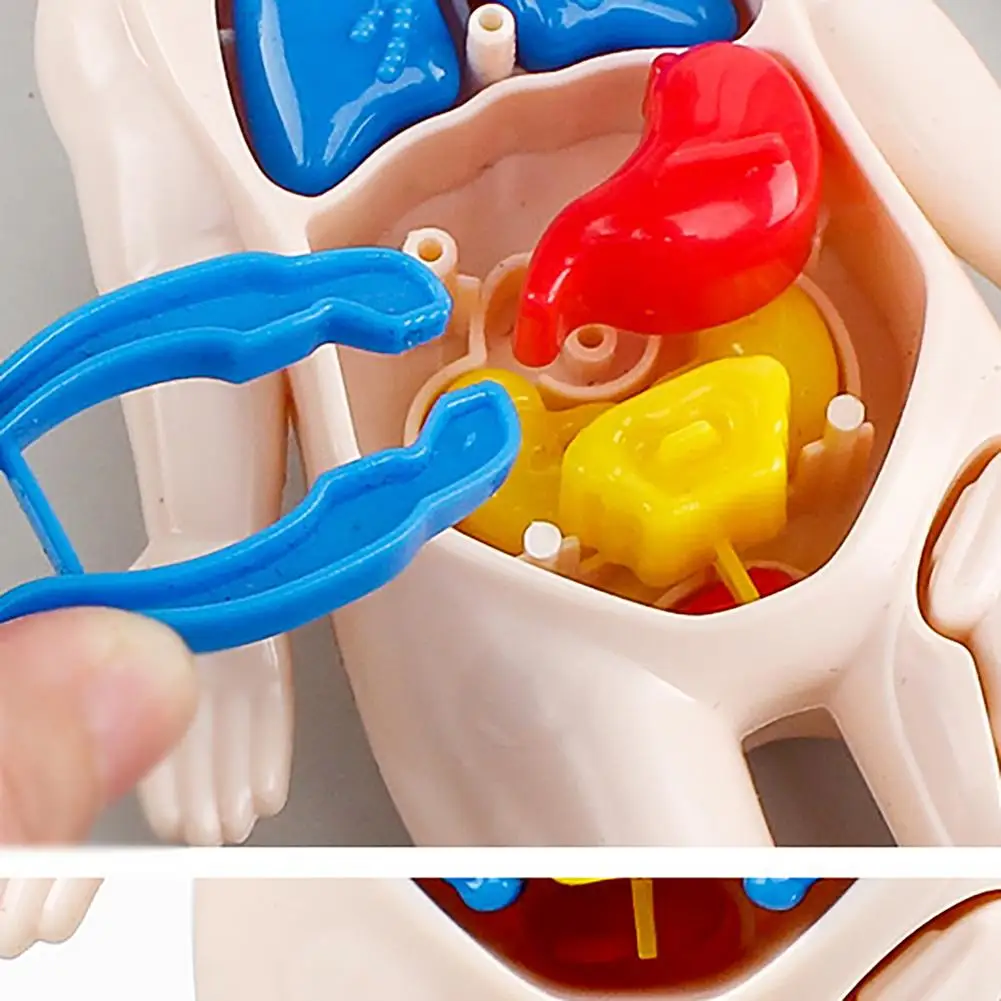 Anatomy Doll Organs View