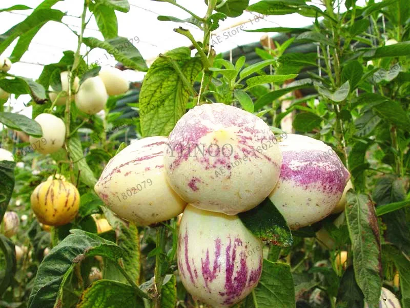103 Ginseng fruit garden,Potted plants,mini tree Nutrition is rich, beautiful,Bonsai plant for courtyard,Vegetable melon flores