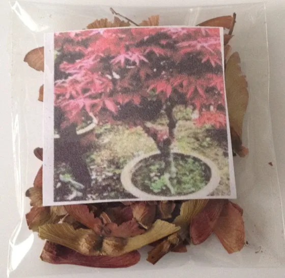 30 шт./упак. японский красный кленовое дерево с герметичная упаковка* Очень красивое* Японский клен бонсай* ПЛЮС подарок-сюрприз