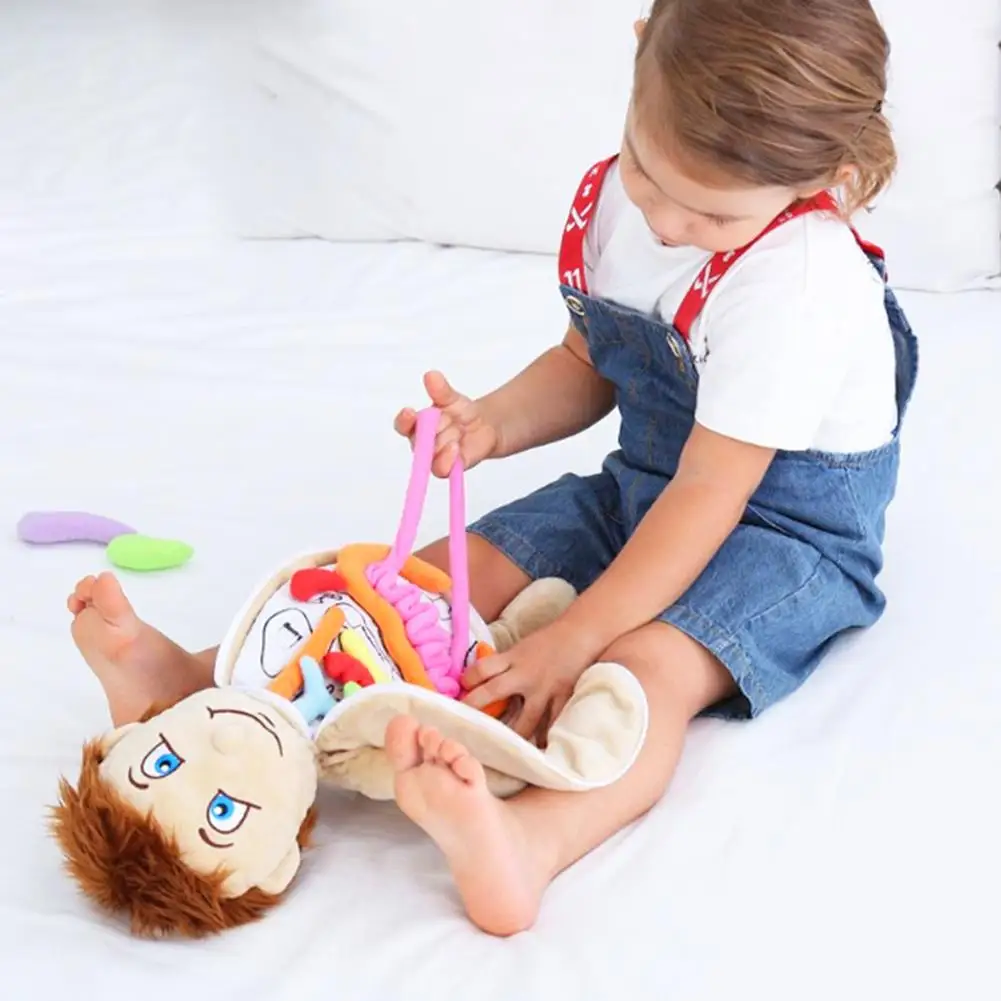 2021 New Model Anatomy Doll Human Torso Body Model Anatomy Anatomical Internal Organs For Teaching Educational Soft Toy Dropship 6