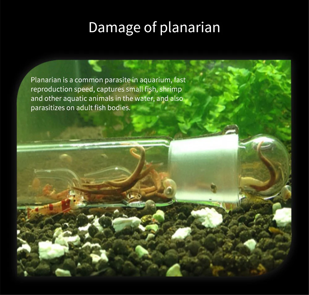 Aquarium Planaria Trap FIsh Tank Clear Glass Catch Trap for Cherry Shrimp Crystal Red Shrimp Dwarf Shrimp Flat Worms Leeches