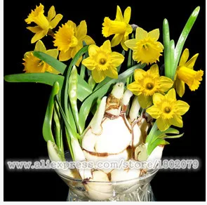 Нарциссы, Daffodil бонсай, нарциссы сад, чистый воздух, домашние Настольные горшечные растения-100 шт нарциссы tazetta flores - Цвет: 3