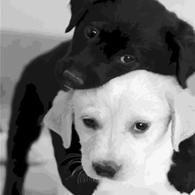 Картина из страз Love.Thank Animal картина &quotАлмаз&quot Dog 5D Новые