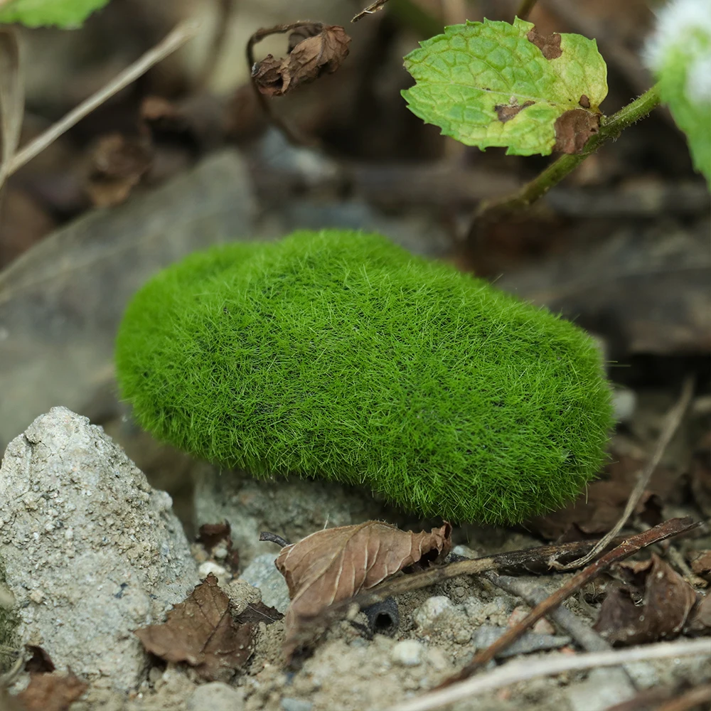 

1PC Simulation Moss Bonsai Micro Landscape Fairy Garden Stone Model Mossy Stone Home Decor Accessories