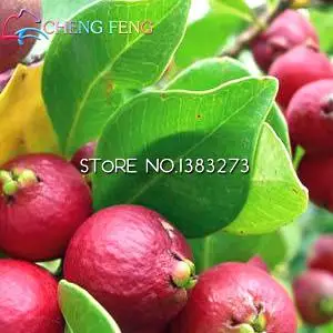 20 семян свежего сладкого красного гуава Psidium Guajava тайский розовый свежие большие фрукты Новые Домашние садовые растения Семена бонсай горшки - Цвет: Цвет: желтый
