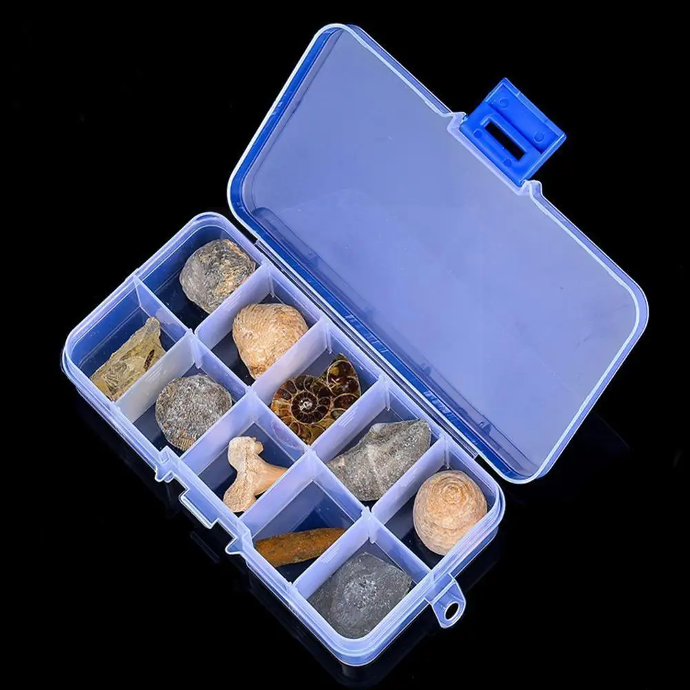 10pcs/set Natural S Specimens Tower Coral Graptolite Christmas Amber Gi Original Science Kistler Popular Wood Y4i0 | Дом и сад