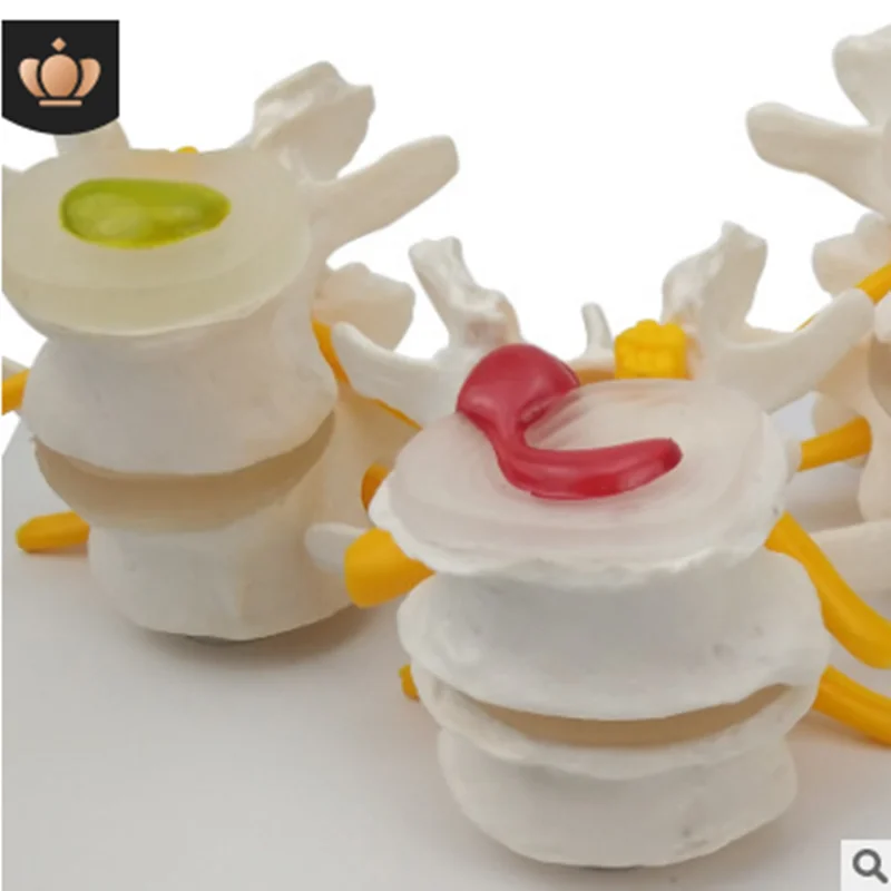 Медицинская модель позвоночника 4 этапа|model anatomy|medical teaching modelanatomy model |