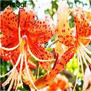 7 Ngryise набор из 20 предметов Lilium brownii Lily - Цвет: 7