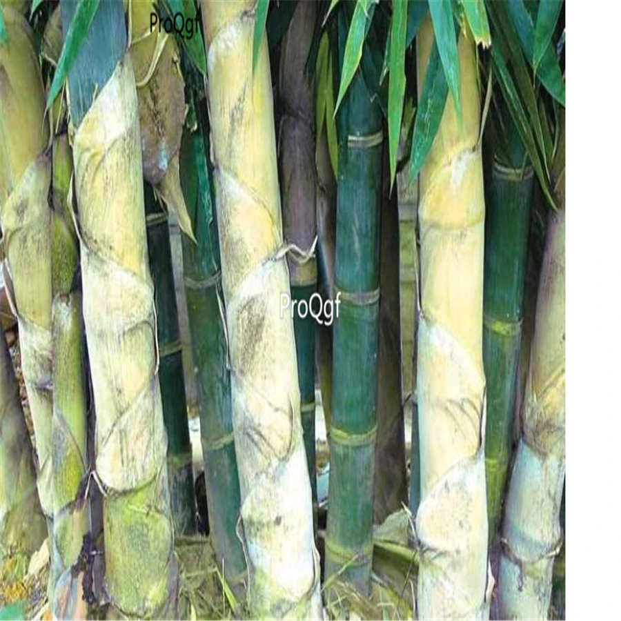 Ngryise 1000 шт набор Phyllostachys Heterocycla Grow Chinese Mao Zhu Bambusoideae