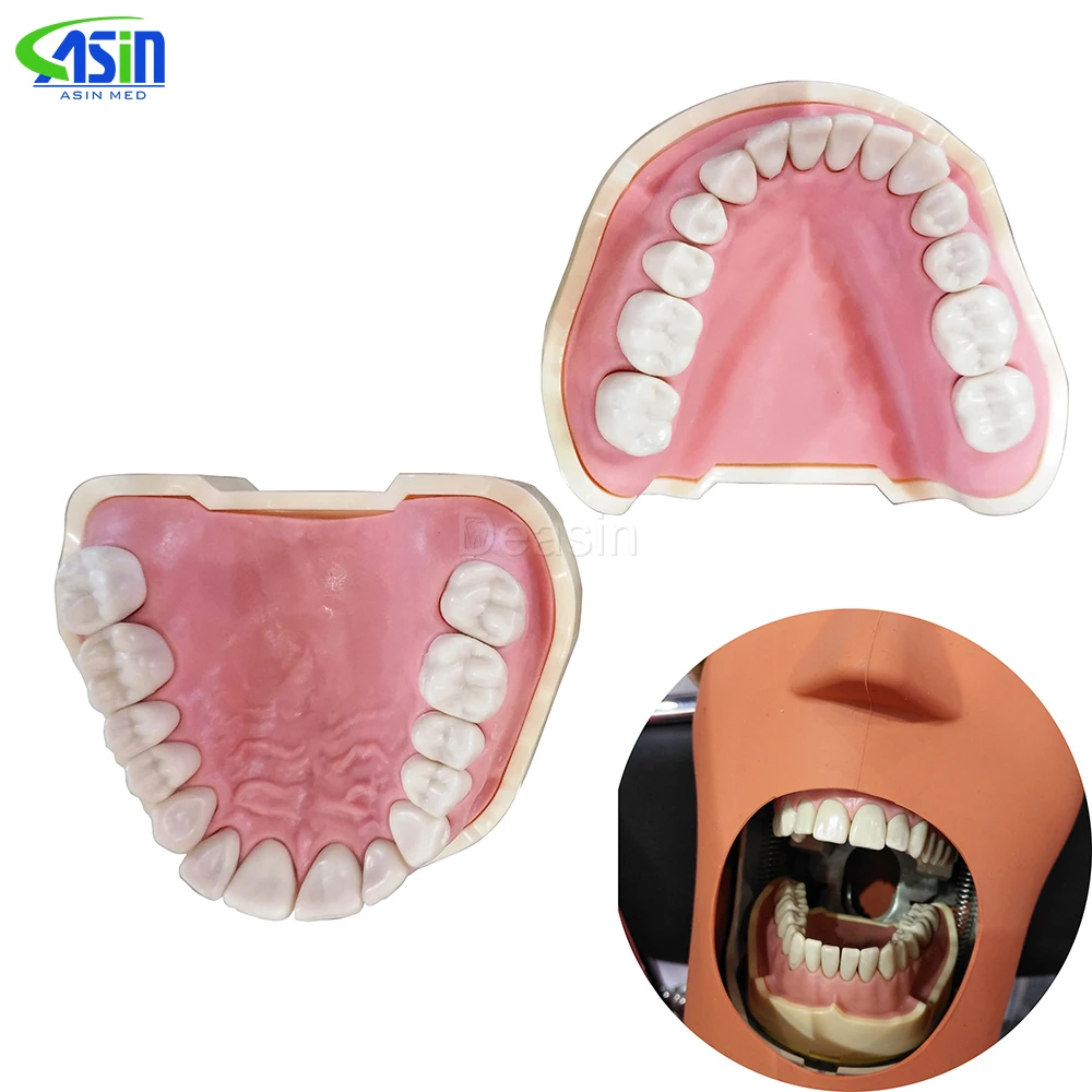 

Dental Soft Gum Teeth Model Removable 28pc/32pc Teeth NISSIN 200 KV head model Compatible dentist teaching learning