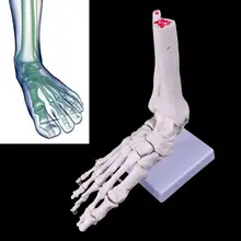 

Life size Foot Ankle Joint Anatomical Skeleton Model Display Study Tool