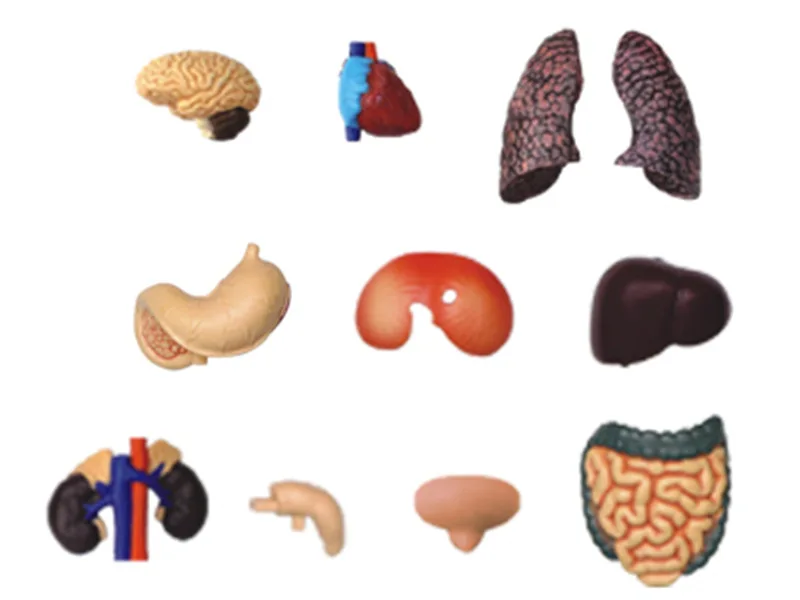 4D мастер головоломка сборная игрушка 1:6 человеческого тела медицинская модель для анатомии внутренних органов человеческого тела
