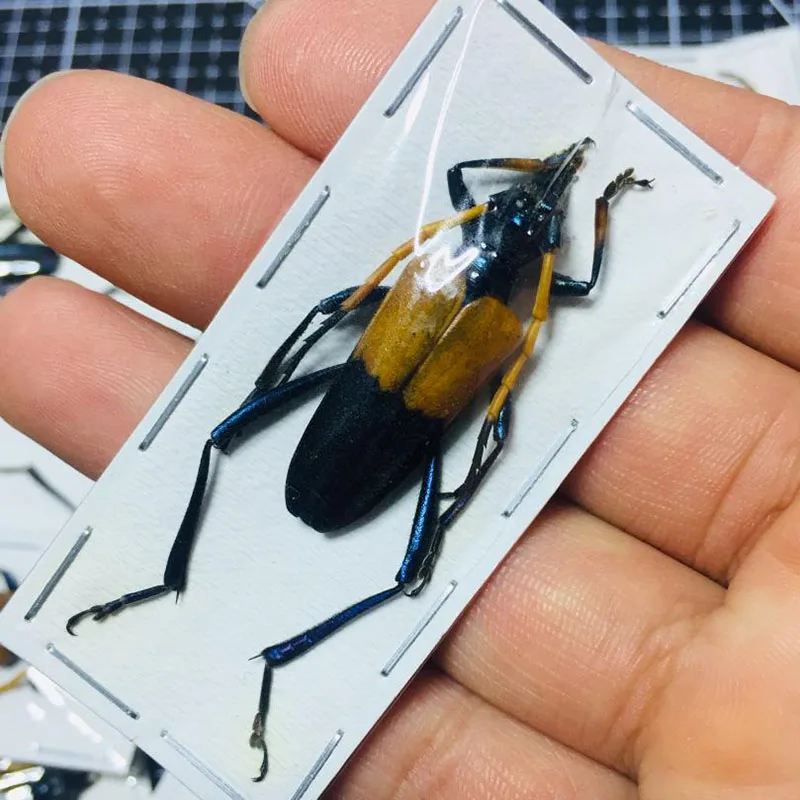 Insect Specimen Real Beetle Cognition Animal Optional Spade Beetle Teaching Research Education Photography Props Protozoa 