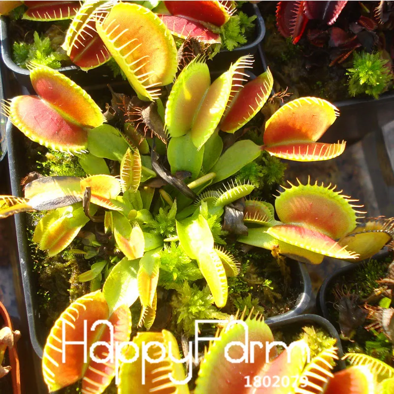 Новинка! 3 вида Flytrap Флорес бонсай в горшках Dionaea muscipola растение плантас Терраса Сад плотоядное растение Плант 100 штук