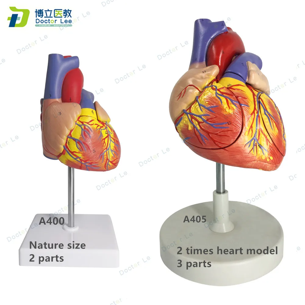 Human HEART Model Anatomy science Biology Medical Teacher Learning Resources NEW 