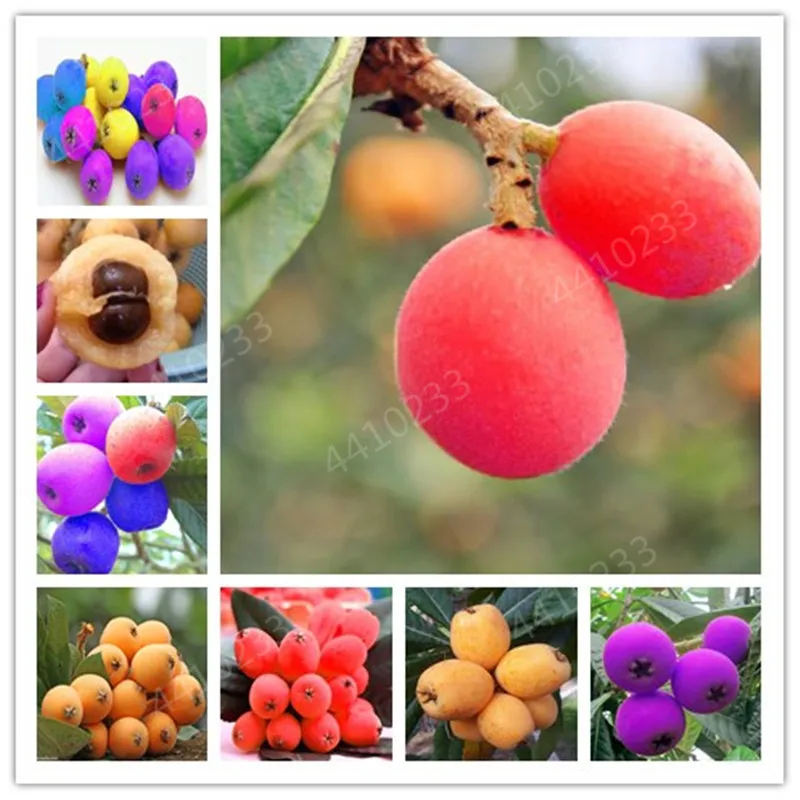 

2pcs/bag Giant Plum Loquat Tree Plant plantas,Juicy Non-GMO Fruit Bonsai flores,The Budding Rate 98% Plant for Home Garden