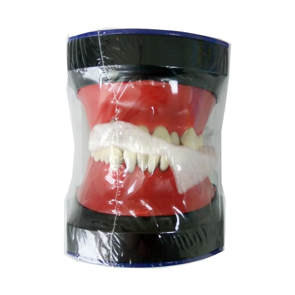 Typodont Practice Teeth Model M8017/Dental Orthodontic Practice tooth model M8017/Dental Study Teeth Model 3d printer parts 2gt bf type 30 teeth belt width 6 10mm bore width5 6 6 35 8mm gt2 2mm timing pulleys tooth pitch 2mm