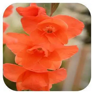 100 шт./пакет, Gladiolus, Gladiolus Цветочный бонсай, Gladiolus flores красивые садовые растения - Цвет: 15