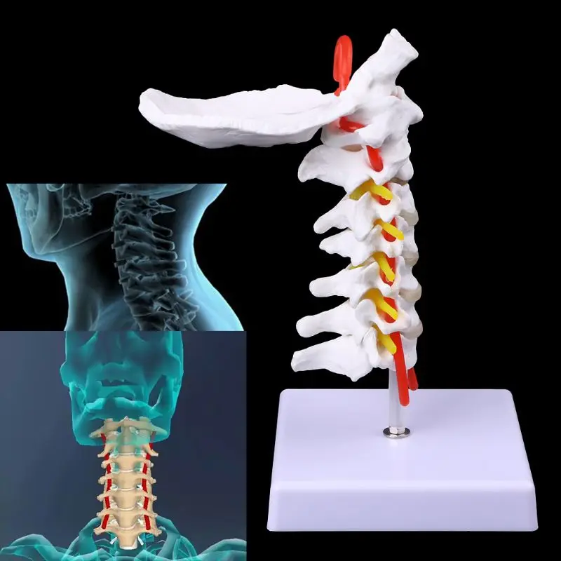 Cervical Vertebra Arteria Spine Spinal Nerves Anatomical Model Anatomy for Science Classroom Study Display Teaching Medical Mode