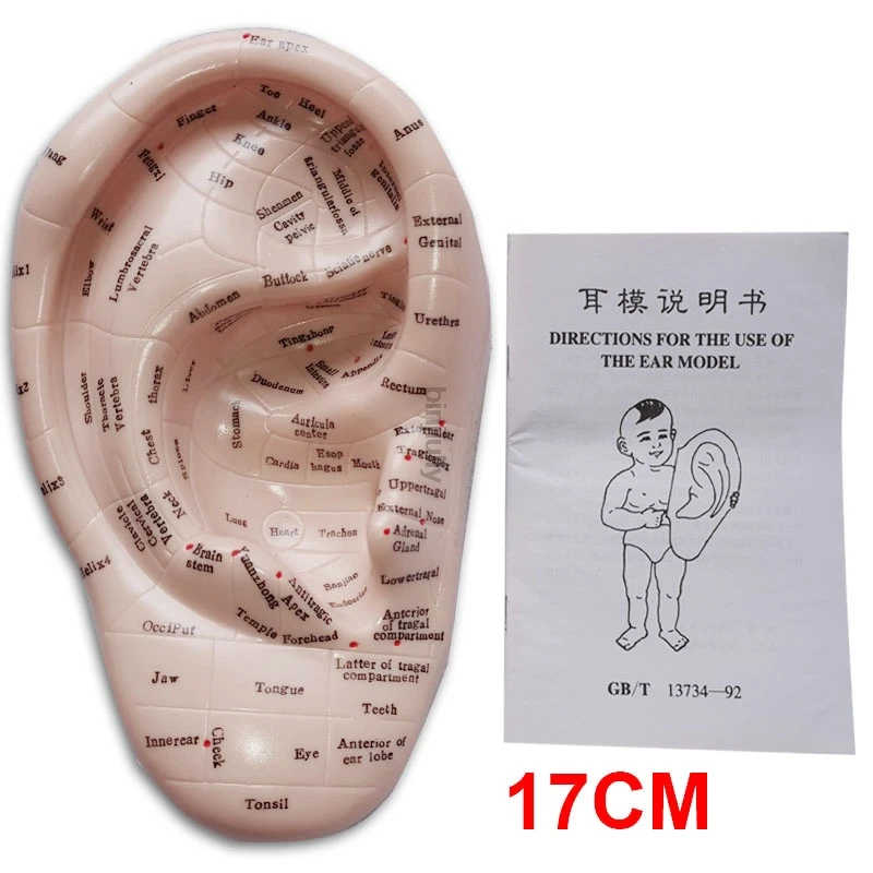 17cm Ear Acupuncture Point Model Vaccaria Seeds Acupoint Soft Rubber