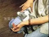 Новая продукция, указанная игрушка Dongguan, легко медведь, аниме, мягкая игрушка, горячая распродажа, мультяшный плюшевый пенал
