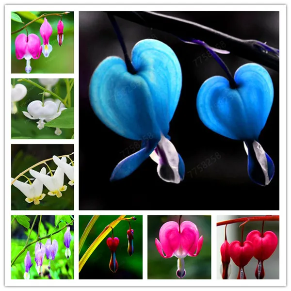 

100 Pcs Heart Flower Dicentra Spectabilis Purse Peony Plants Air Purification Penzai Heart Wallet Foliage Plant for Home Garden
