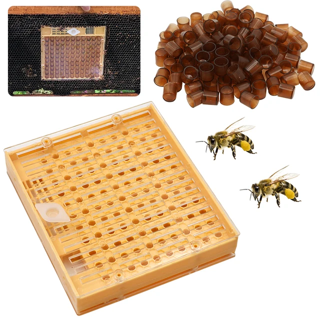 1 Bee Queen Nevelő Celláspohárkészlet-Berendezés Apikultúra Rendszer Méh Queen-Lee Db Tenyésztő Doboz És 120 Cella Csészék Termesztése - Image 4