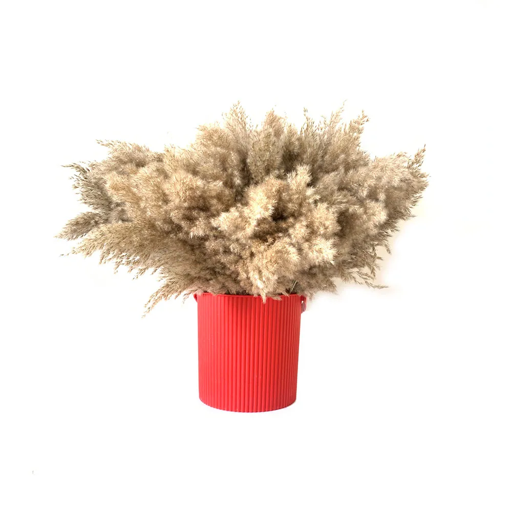 50 шт. свадебный цветок букет засушенный натуральный тростник пампасная трава сырой цвет 100 шт. домашний декор phragmites munisg