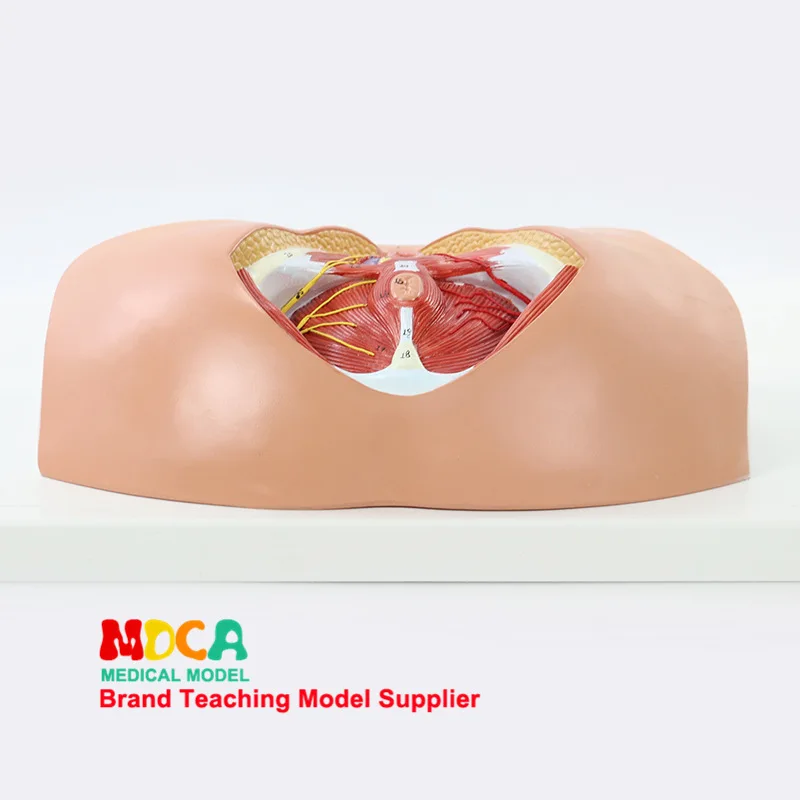 

Reproductive Urinary Anorectal Neural Muscle Gynecology Female Perineum Anatomical Model Medicine Teaching Mmnxt005