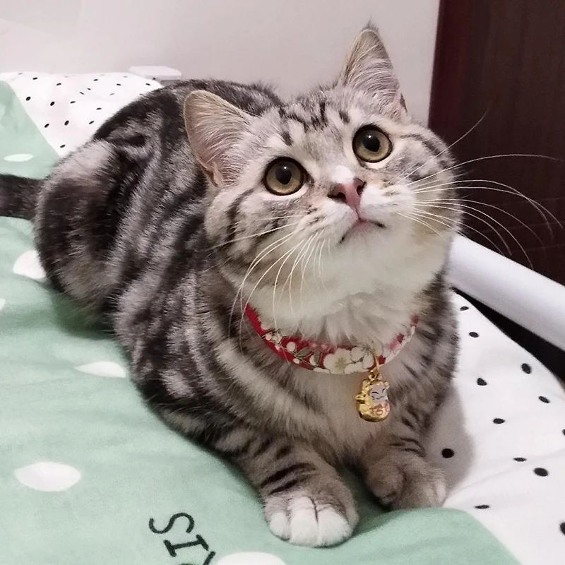 cat collar with bell