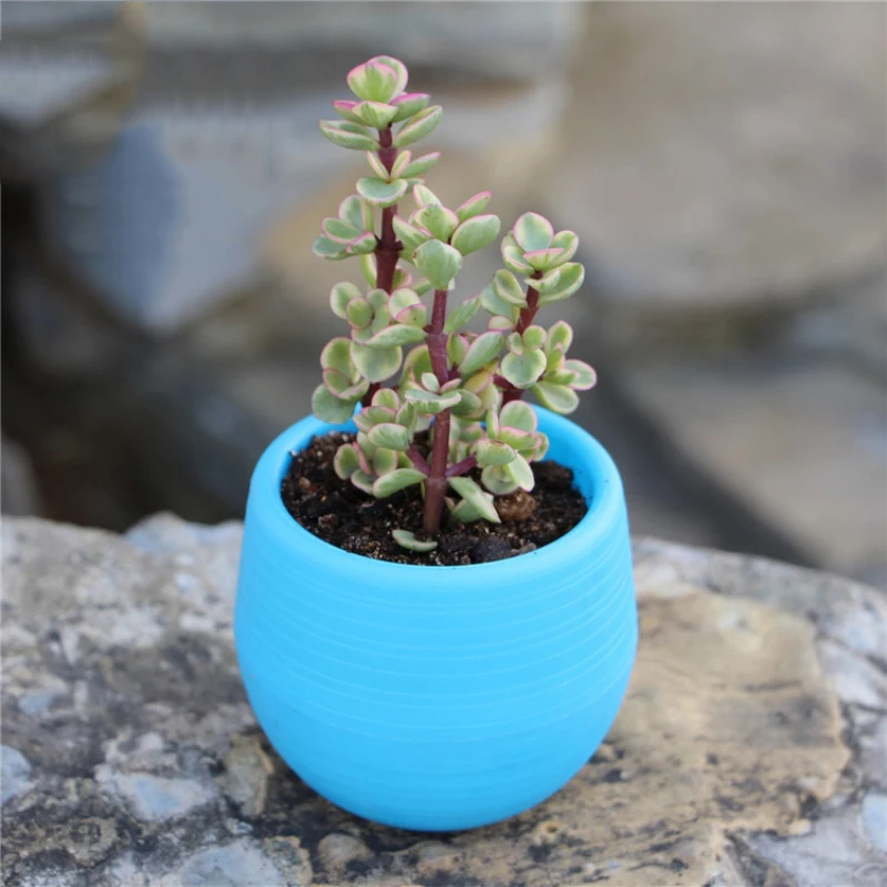 lovely Colorful flower pots planters for succulents indoor herb mini potted plants for office decoration garden Plant accessories