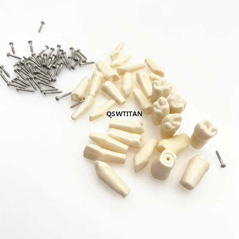 

Removable Tooth for Practice Model Dental Granule and Screw Teaching Simulation Model Teeth Model 28/32pcs/bag
