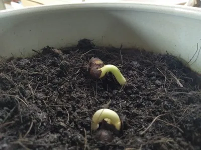 Настоящий свежий редкий артокарпус Houmianbao дерево Oosementes