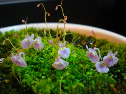 100 шт свежий настоящий Utricularia sandersonii s-плотоядный цветок в горшках(Li-Zao