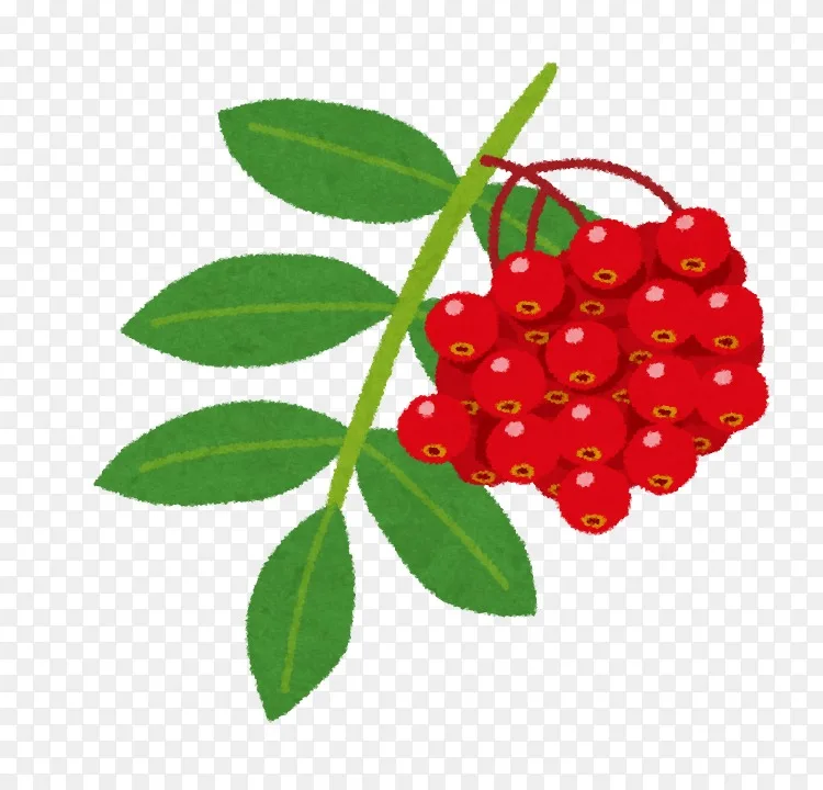 いらすとや银水牛座山梨属植物png图片素材免费下载 图片编号 Png素材网