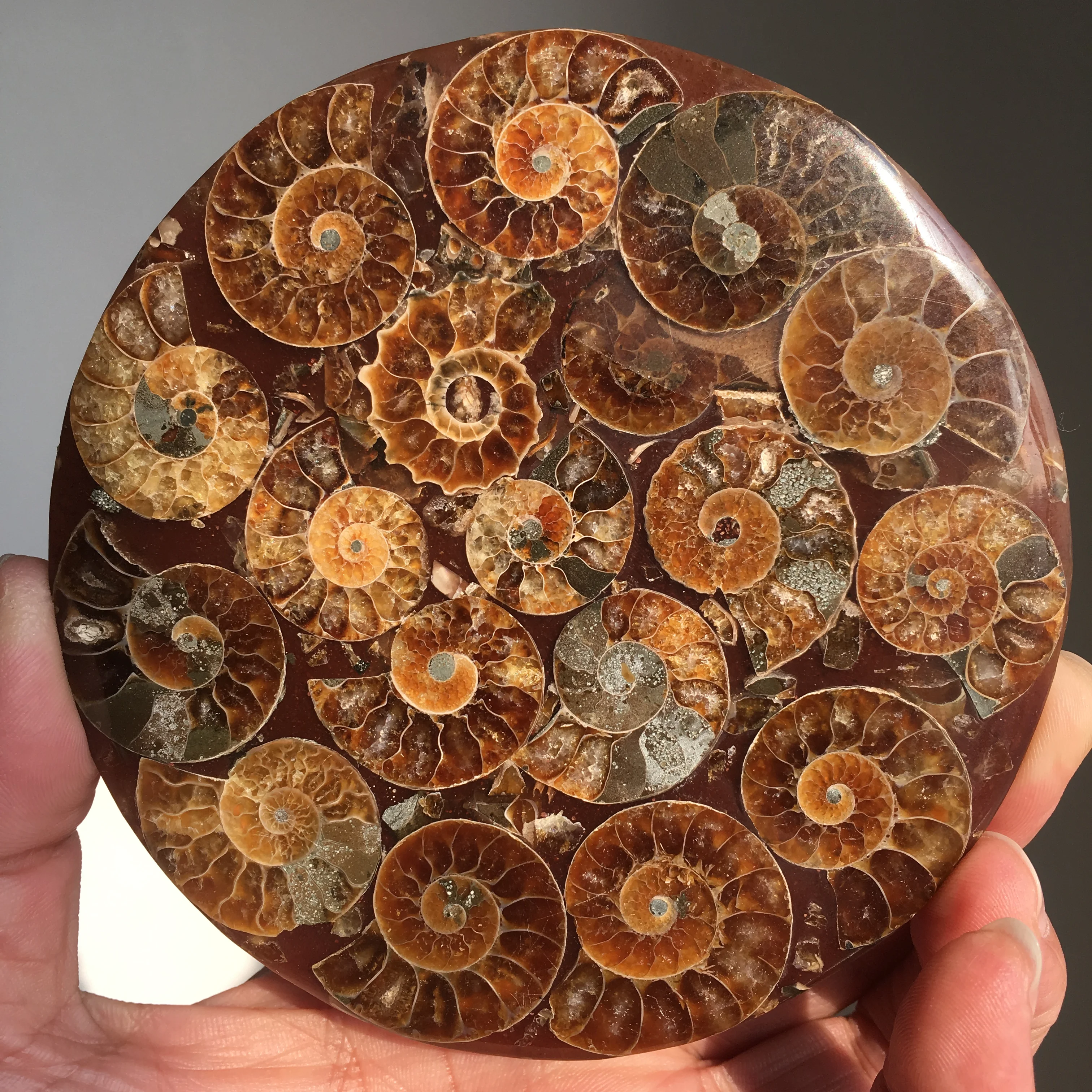 1 шт. натуральный nautilus shell ископаемого минеральной рейки образца авторская