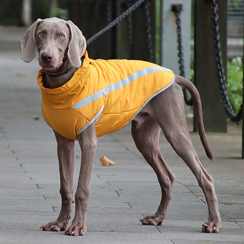 Weimaraner Chaqueta reflectante con hebilla para perro grande, ropa impermeable para mascotas, abrigo de ropa de invierno|Abrigos y chaquetas para perro| AliExpress
