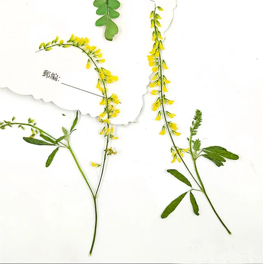 100 шт прессованный высушенный 7-9 см мелилотус Officinalis цветок растение гербарий для ювелирных изделий чехол для телефона Фоторамка "сделай сам" Изготовление DIY