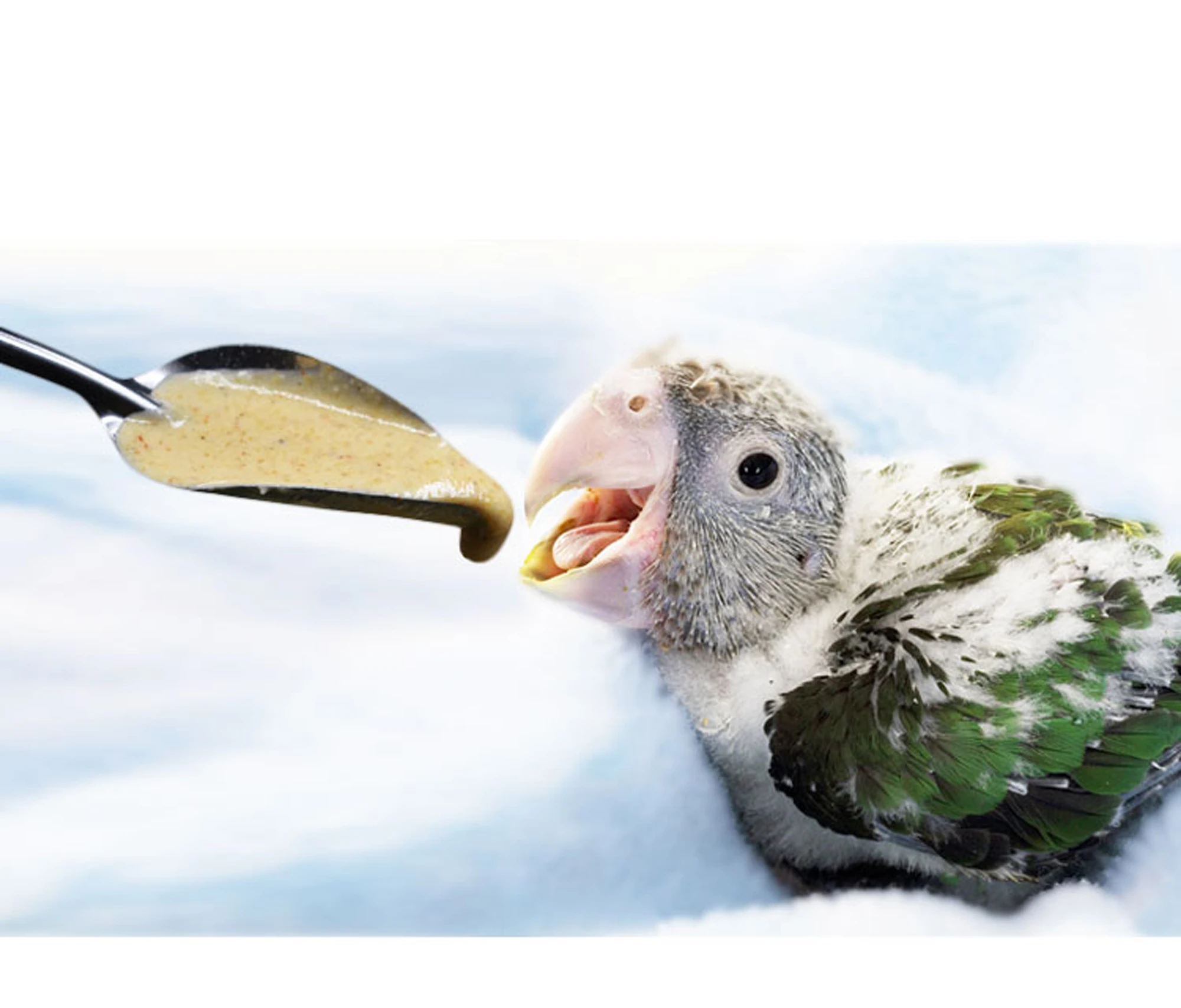 5pcs Portable baby bird feeding water spoon bird parrot feeding spoon stainless steel water milk powder feeder