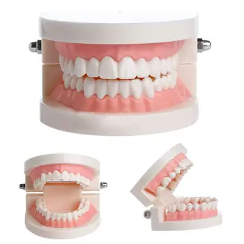 

New Adult Standard Dental Teaching Study Typodont Demonstration Teeth Model