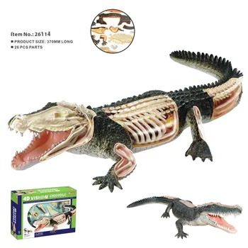 

puzzle Assembling toy Animal Biology organ anatomical model medical teaching model Crocodile 4d master